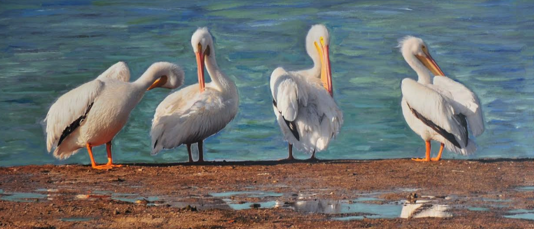 pelicans-2