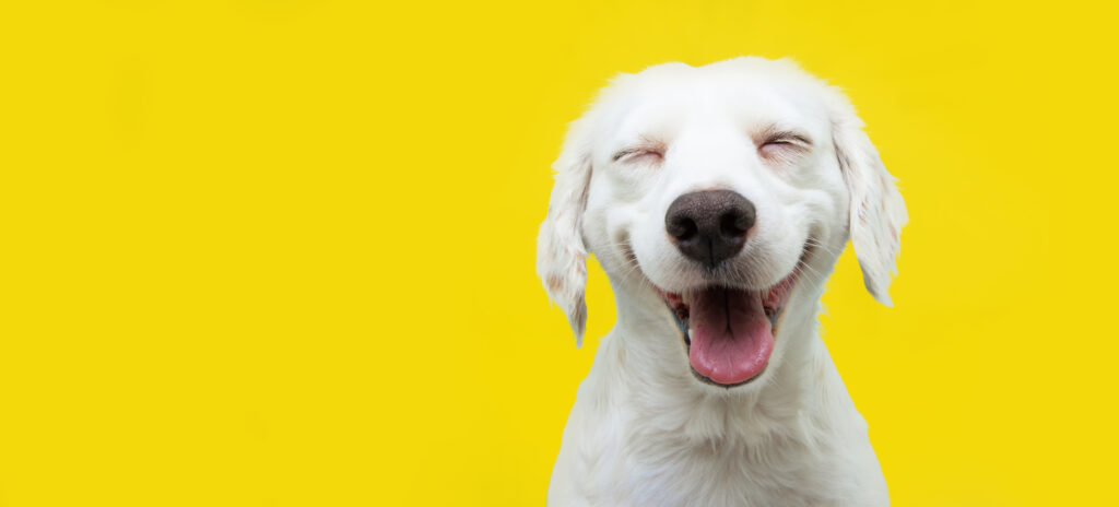 Cute white dog smiling with eyes closed against a yellow background