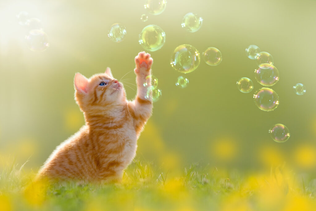 Kitten trying to catch a bubble in the air, amidst floating bubbles everywhere